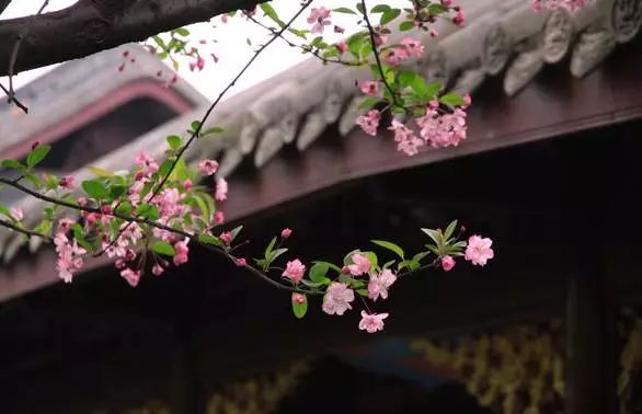 庭院中一些耐寒植物的养护措施